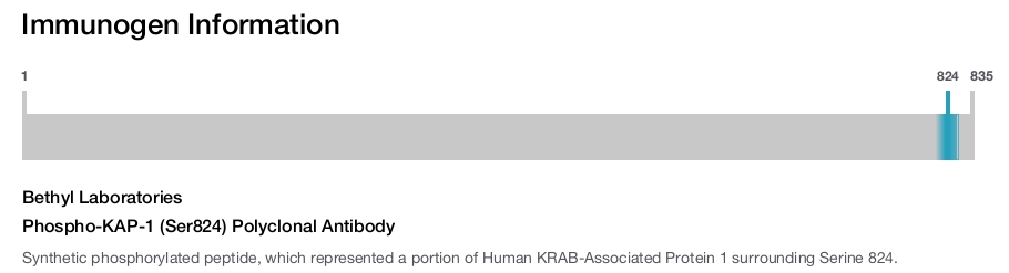 Phospho-KAP-1 (Ser824) Polyclonal Antibody
