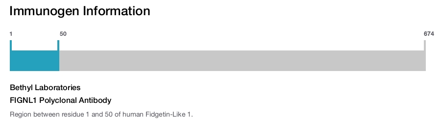 FIGNL1 Polyclonal Antibody