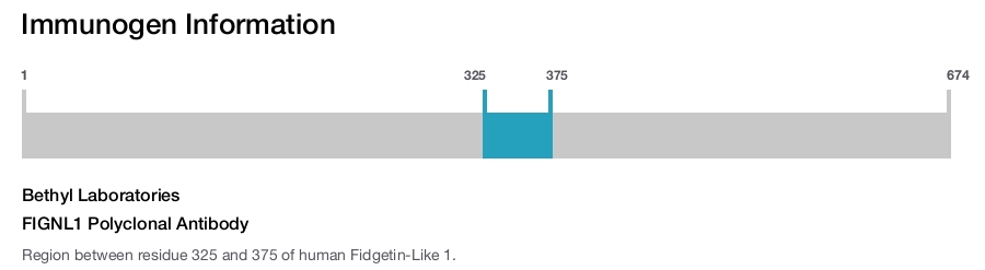 FIGNL1 Polyclonal Antibody