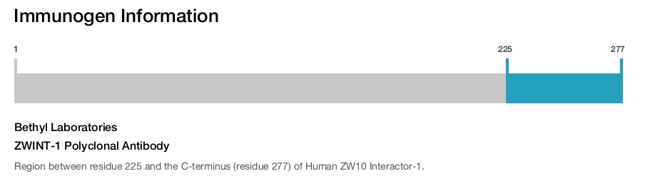 ZWINT-1 Polyclonal Antibody