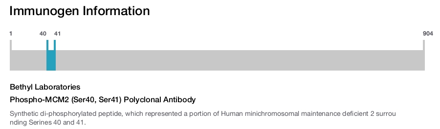 Phospho-MCM2 (Ser40, Ser41) Polyclonal Antibody