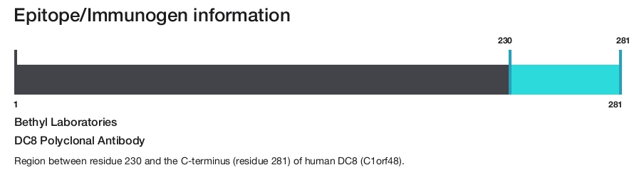 DC8 Polyclonal Antibody