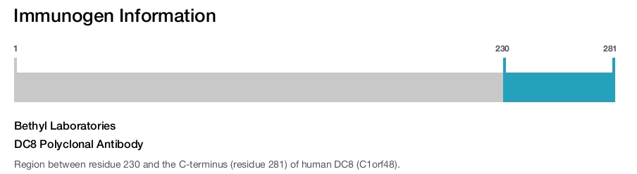 DC8 Polyclonal Antibody