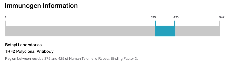 TRF2 Polyclonal Antibody
