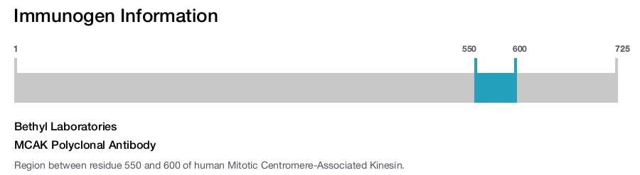 MCAK Polyclonal Antibody