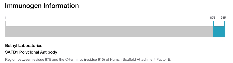 SAFB1 Polyclonal Antibody