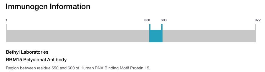 RBM15 Polyclonal Antibody