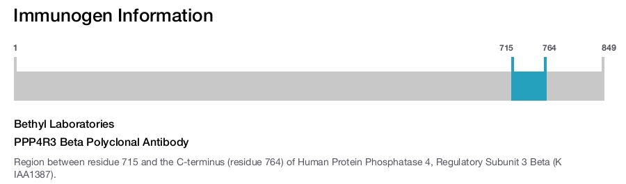 PPP4R3 Beta Polyclonal Antibody