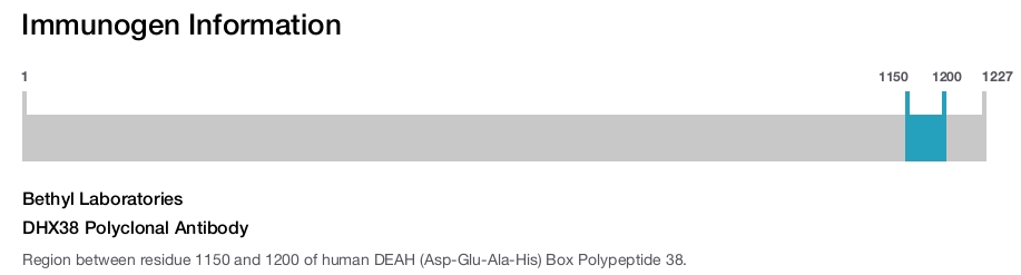 DHX38 Polyclonal Antibody