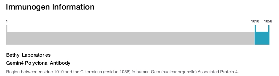 Gemin4 Polyclonal Antibody