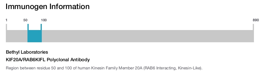 KIF20A/RAB6KIFL Polyclonal Antibody