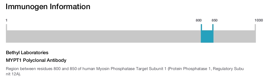 MYPT1 Polyclonal Antibody