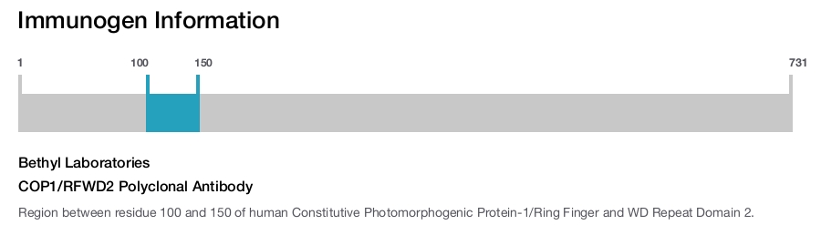 COP1/RFWD2 Polyclonal Antibody