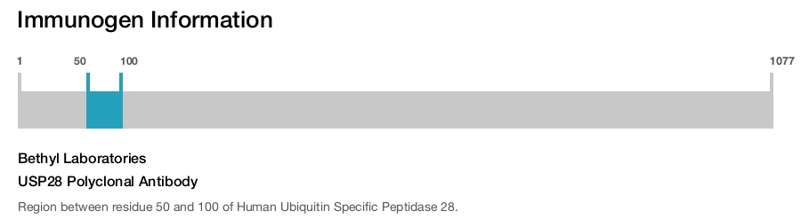 USP28 Polyclonal Antibody