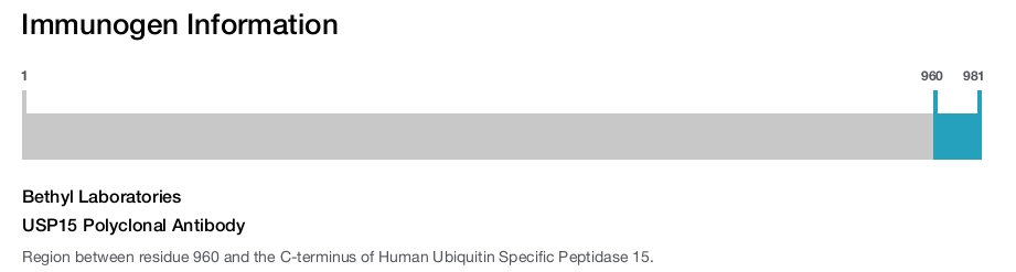 USP15 Polyclonal Antibody