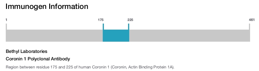 Coronin 1 Polyclonal Antibody