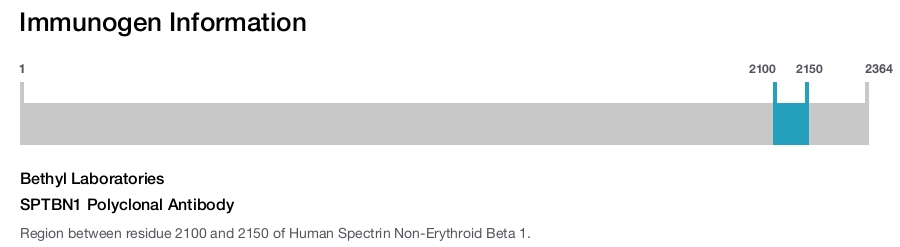 SPTBN1 Polyclonal Antibody