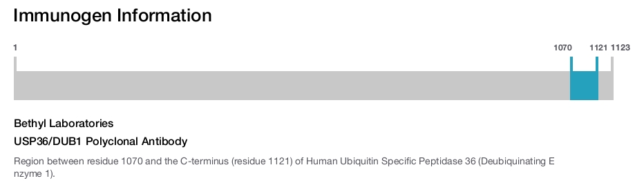 USP36/DUB1 Polyclonal Antibody