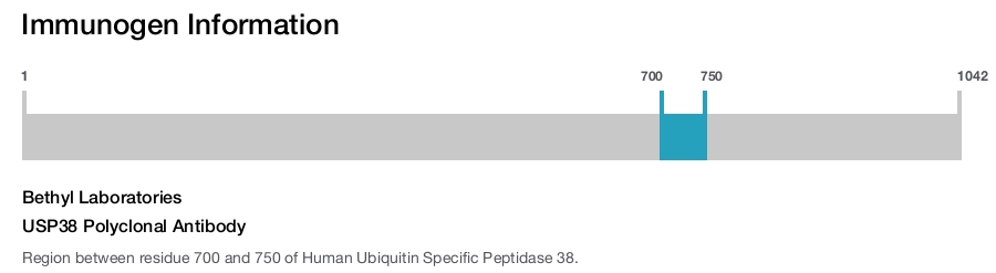 USP38 Polyclonal Antibody
