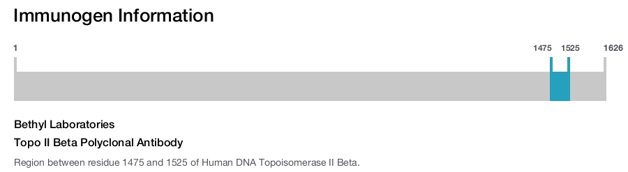 Topo II Beta Polyclonal Antibody