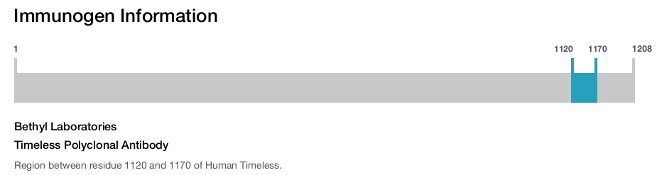 Timeless Polyclonal Antibody