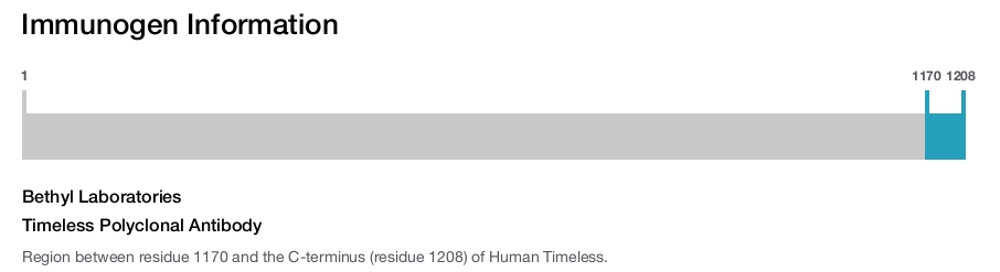 Timeless Polyclonal Antibody