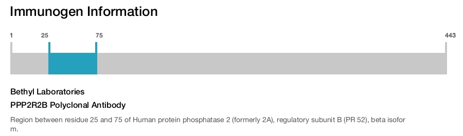 PPP2R2B Polyclonal Antibody