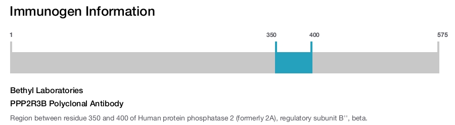 PPP2R3B Polyclonal Antibody