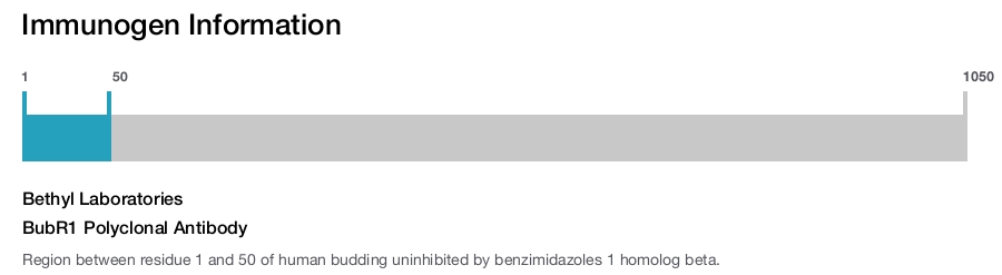 BubR1 Polyclonal Antibody