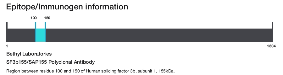 SF3b155/SAP155 Polyclonal Antibody