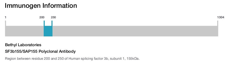 SF3b155/SAP155 Polyclonal Antibody