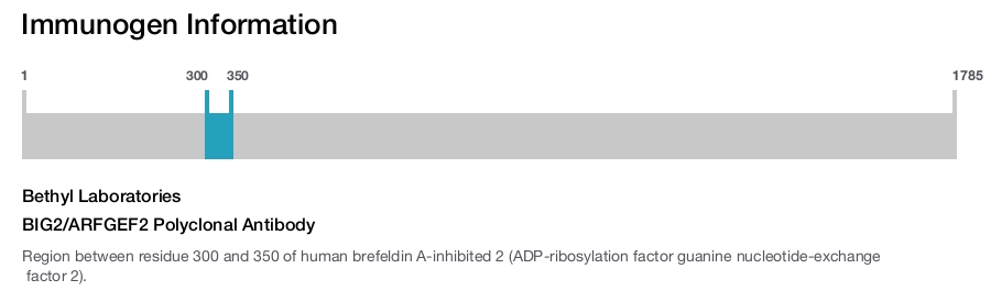 BIG2/ARFGEF2 Polyclonal Antibody