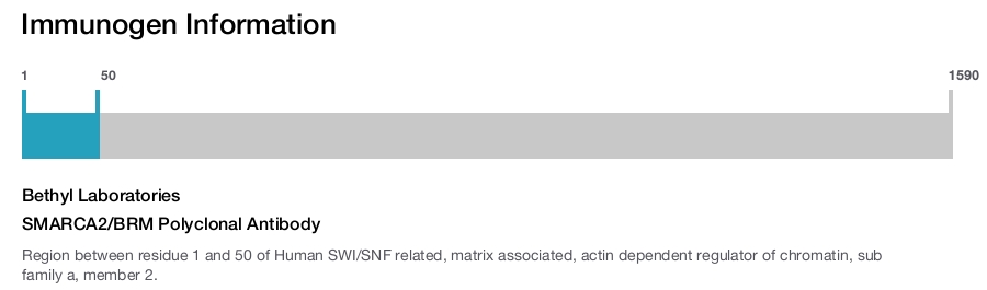 SMARCA2/BRM Polyclonal Antibody