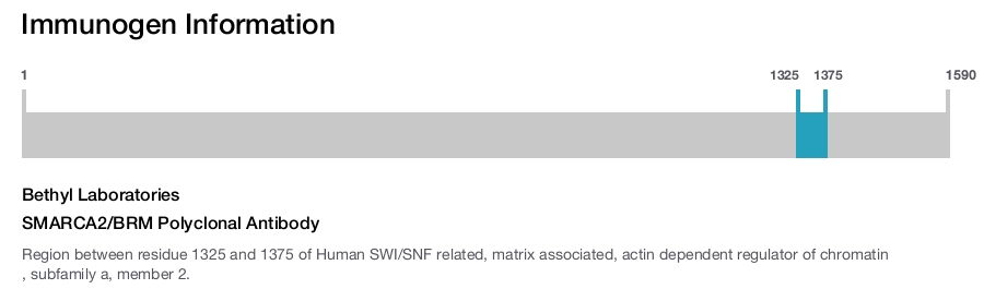 SMARCA2/BRM Polyclonal Antibody