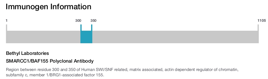 SMARCC1/BAF155 Polyclonal Antibody