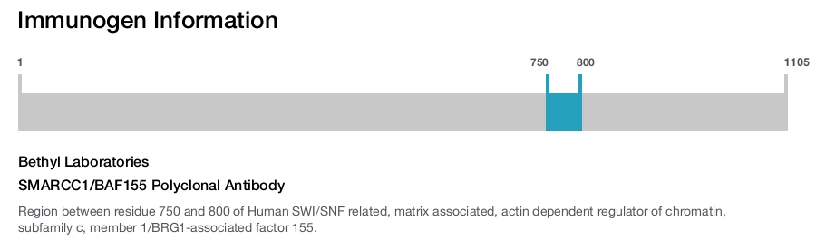 SMARCC1/BAF155 Polyclonal Antibody