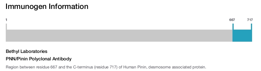 PNN/Pinin Polyclonal Antibody