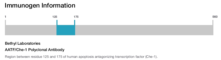 AATF/Che-1 Polyclonal Antibody