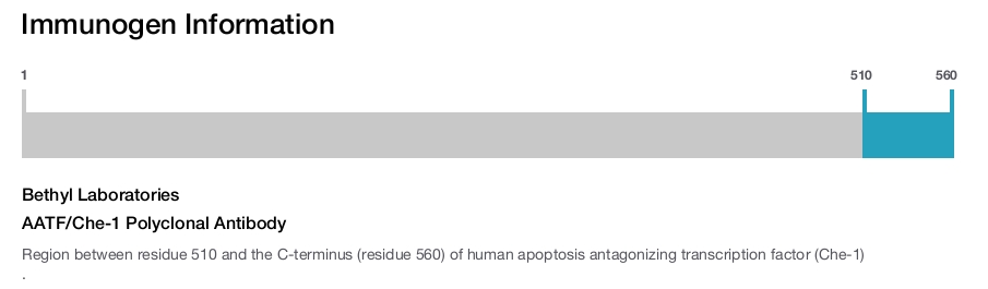 AATF/Che-1 Polyclonal Antibody