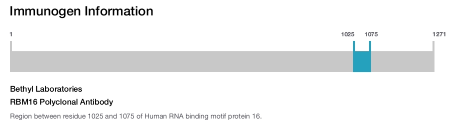 RBM16 Polyclonal Antibody