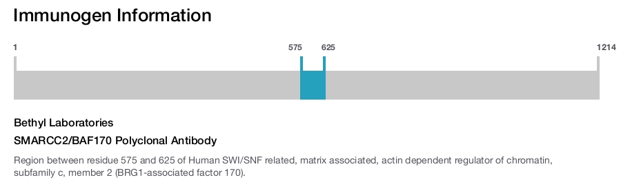 SMARCC2/BAF170 Polyclonal Antibody