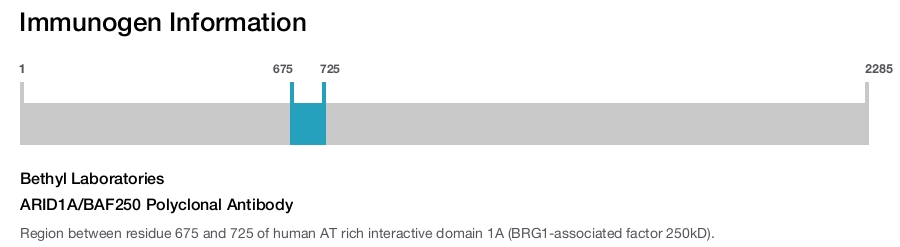 ARID1A/BAF250 Polyclonal Antibody