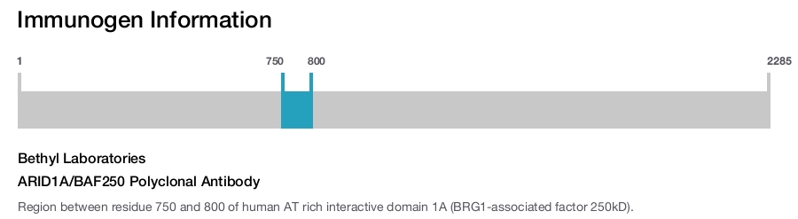ARID1A/BAF250 Polyclonal Antibody