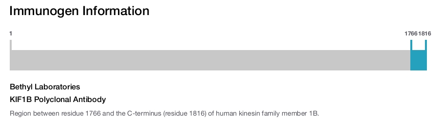 KIF1B Polyclonal Antibody