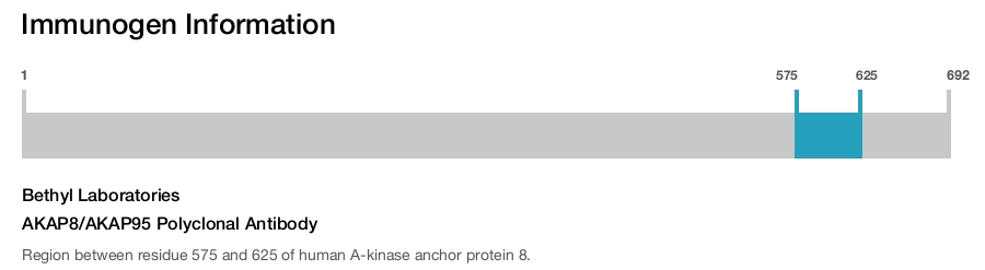 AKAP8/AKAP95 Polyclonal Antibody