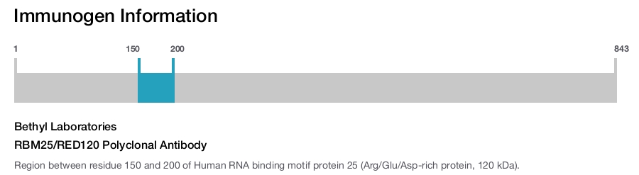 RBM25/RED120 Polyclonal Antibody