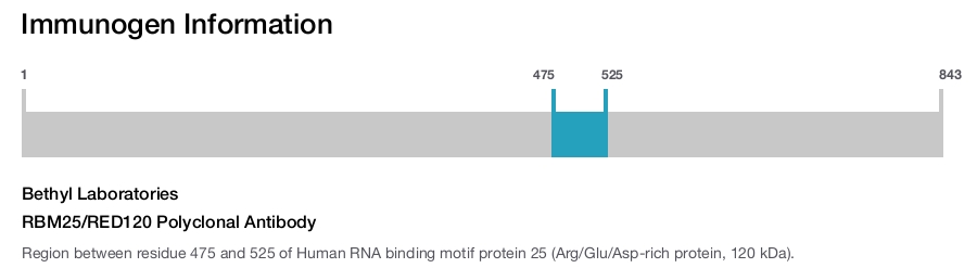 RBM25/RED120 Polyclonal Antibody