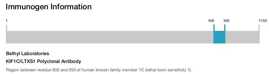 KIF1C/LTXS1 Polyclonal Antibody