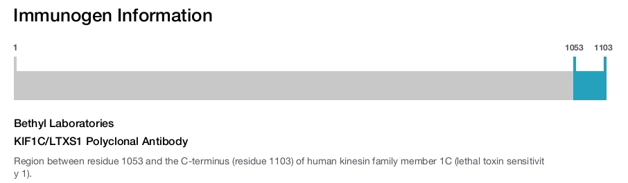 KIF1C/LTXS1 Polyclonal Antibody