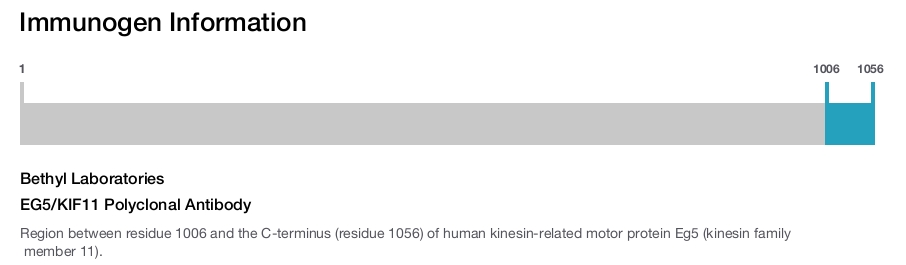 EG5/KIF11 Polyclonal Antibody